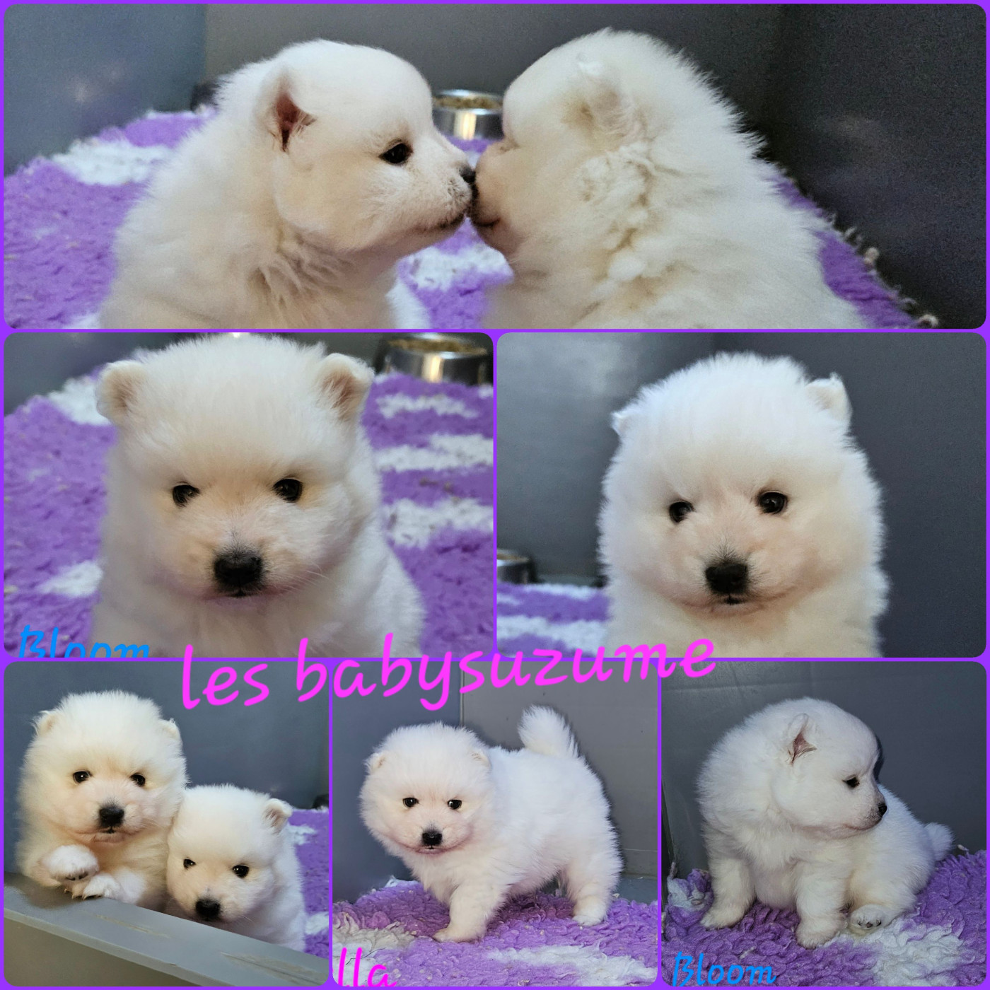 Les babysuzume ont 1 mois