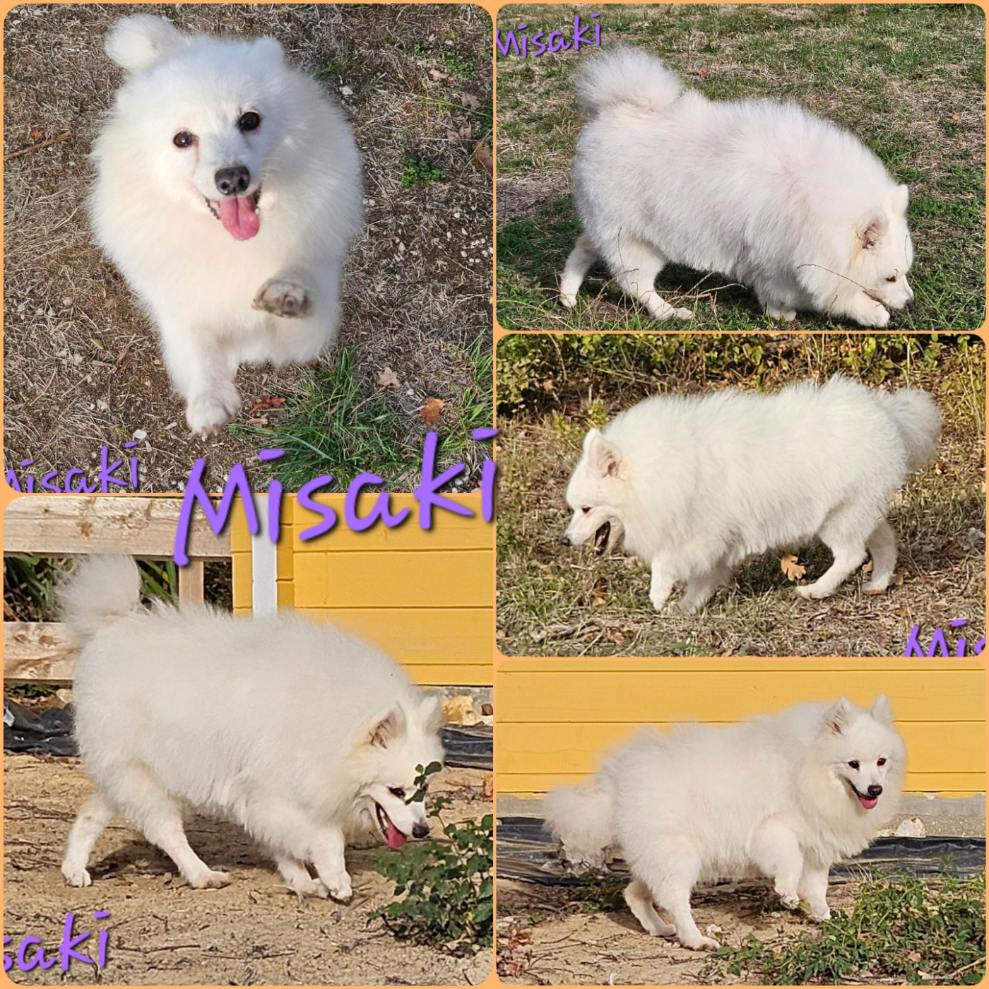 Mamie Misaki