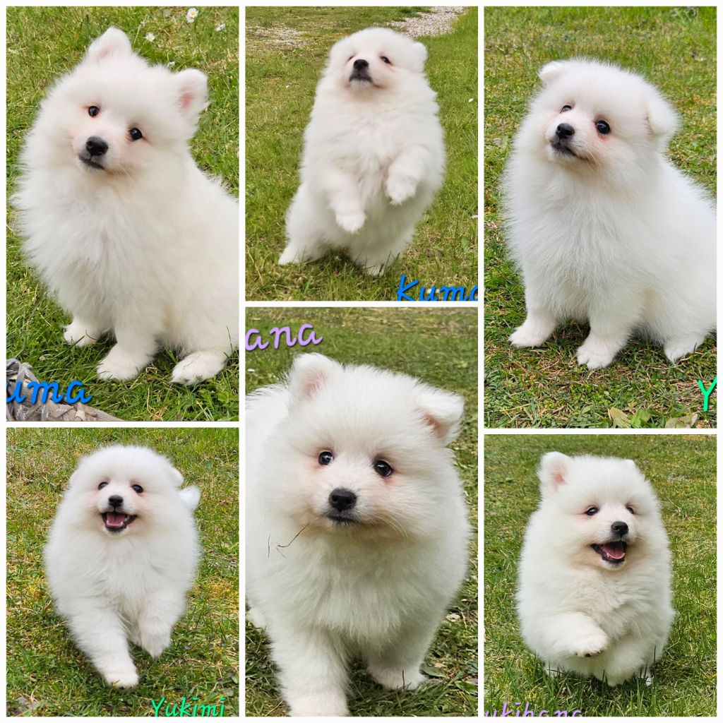 des joyeux dahus - Nouvelles photos des babySuzume !!