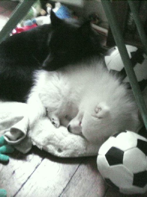 des joyeux dahus - trop mignon, des news de Mystic (fille de Meg x eyù) et Yoshi