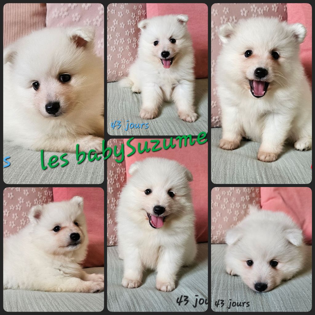 Des photos des babynettes de Suzume... (2 miss disponibles)