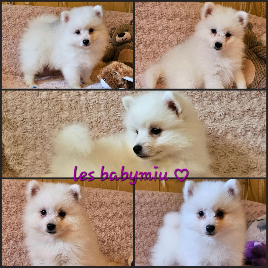 des joyeux dahus - De nouvelles photos des babymiu à 2 mois !!