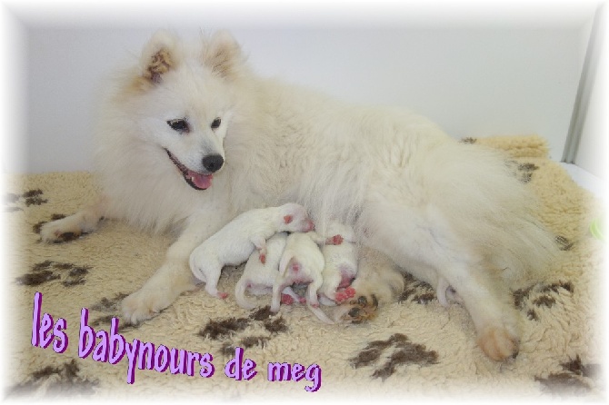 des joyeux dahus - Les babynours de Meg sont arrivés...