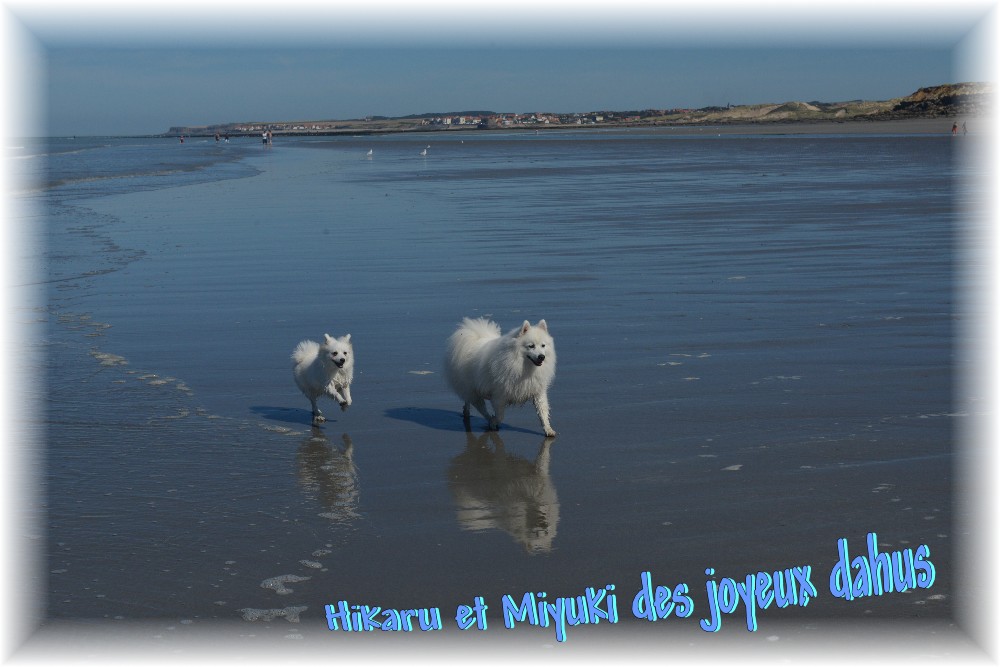 des joyeux dahus - Des news d'Hikaru (fils de Yume x Eyù) et Miyuki (fille d'Iyona x Ryù)