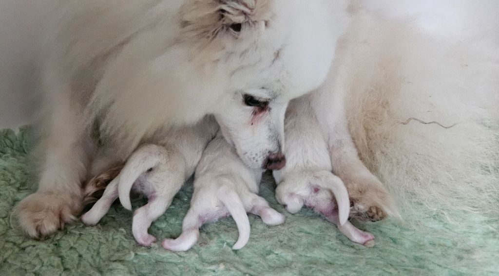 Naissance...