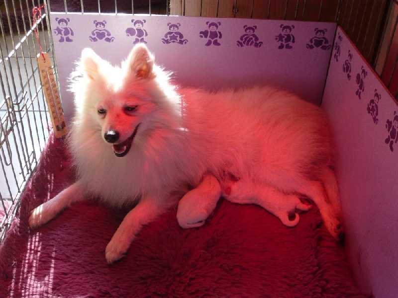 bb spitz des joyeux dahus