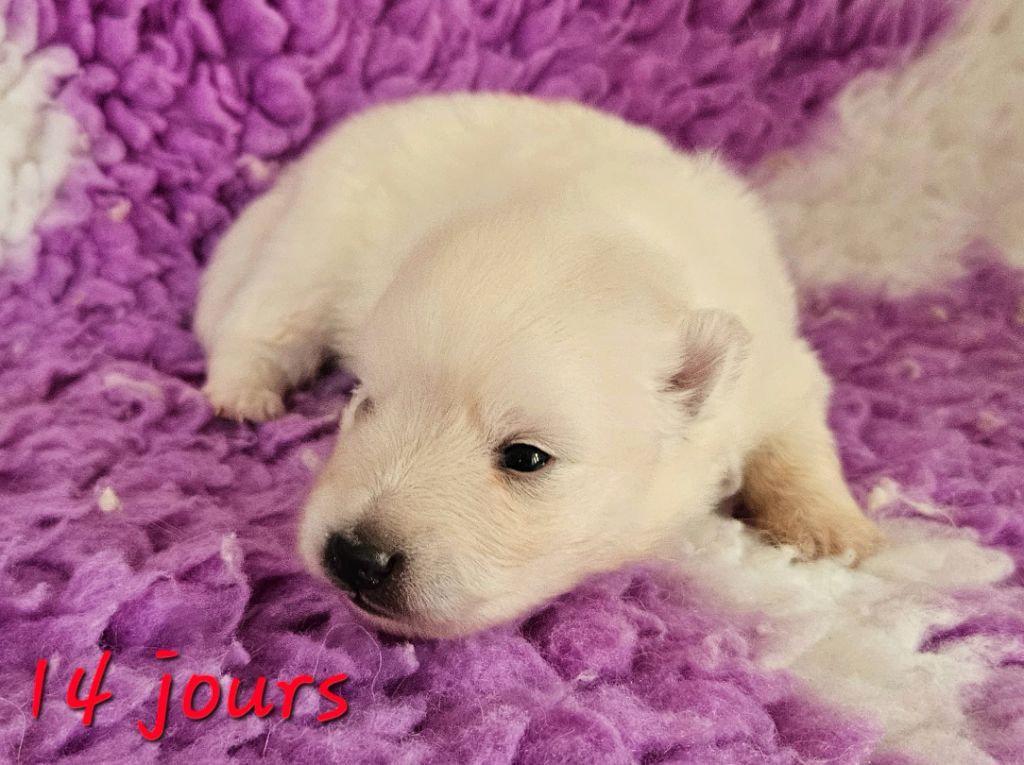 des joyeux dahus - Chiots disponibles - Spitz japonais
