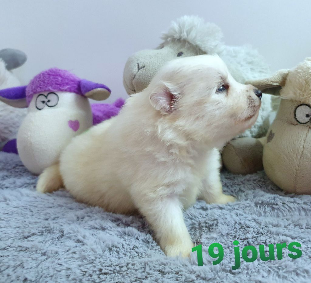 des joyeux dahus - Spitz japonais - Portée née le 22/12/2019