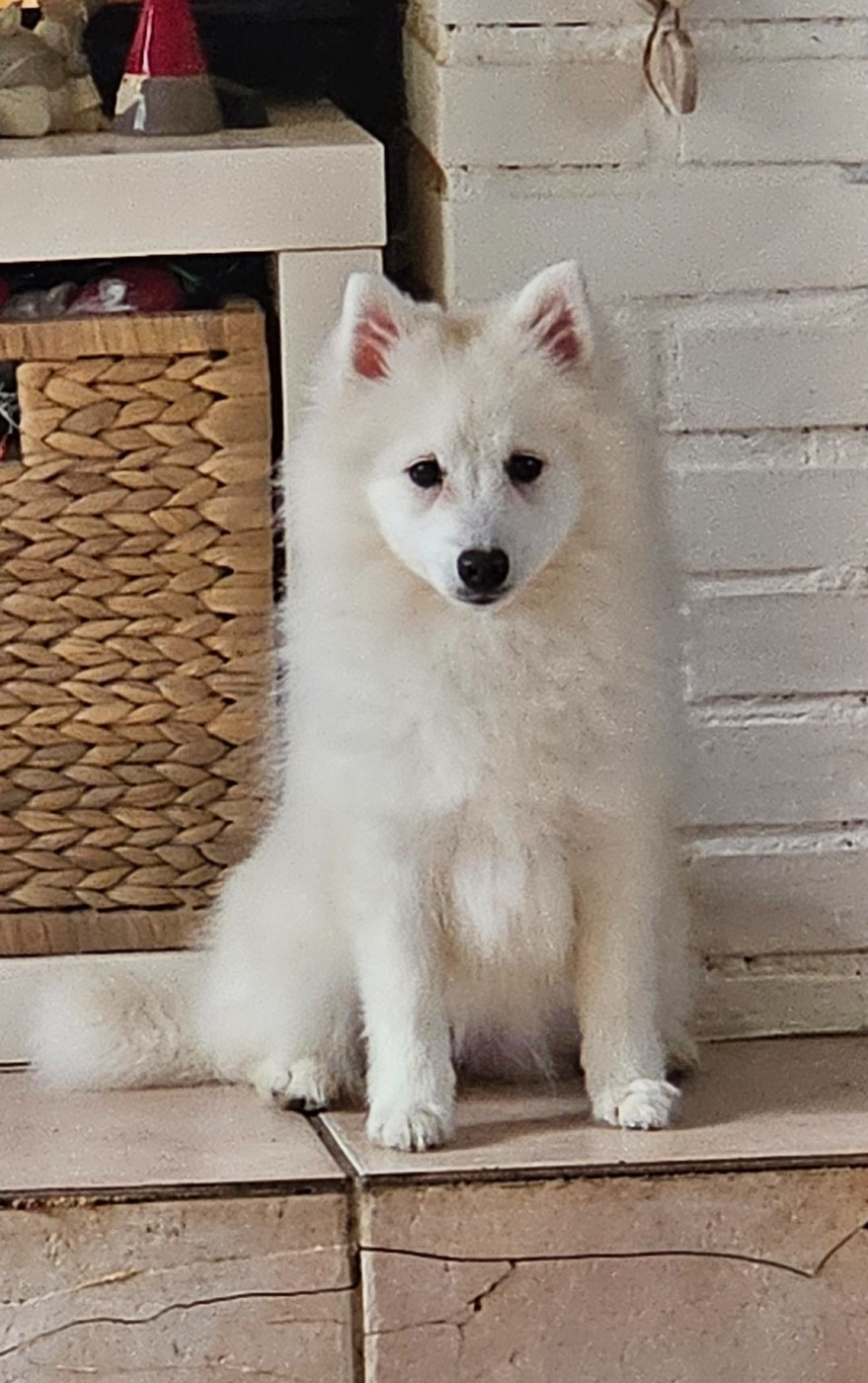 des joyeux dahus - Chiots disponibles - Spitz japonais