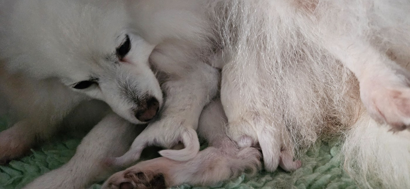 Chiot Spitz japonais des joyeux dahus