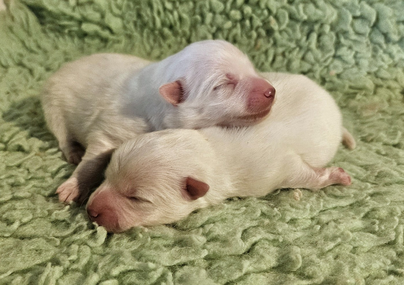 des joyeux dahus - Chiots disponibles - Spitz japonais