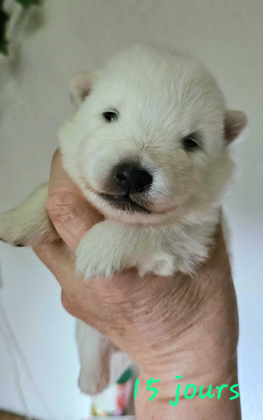 des joyeux dahus - Chiots disponibles - Spitz japonais