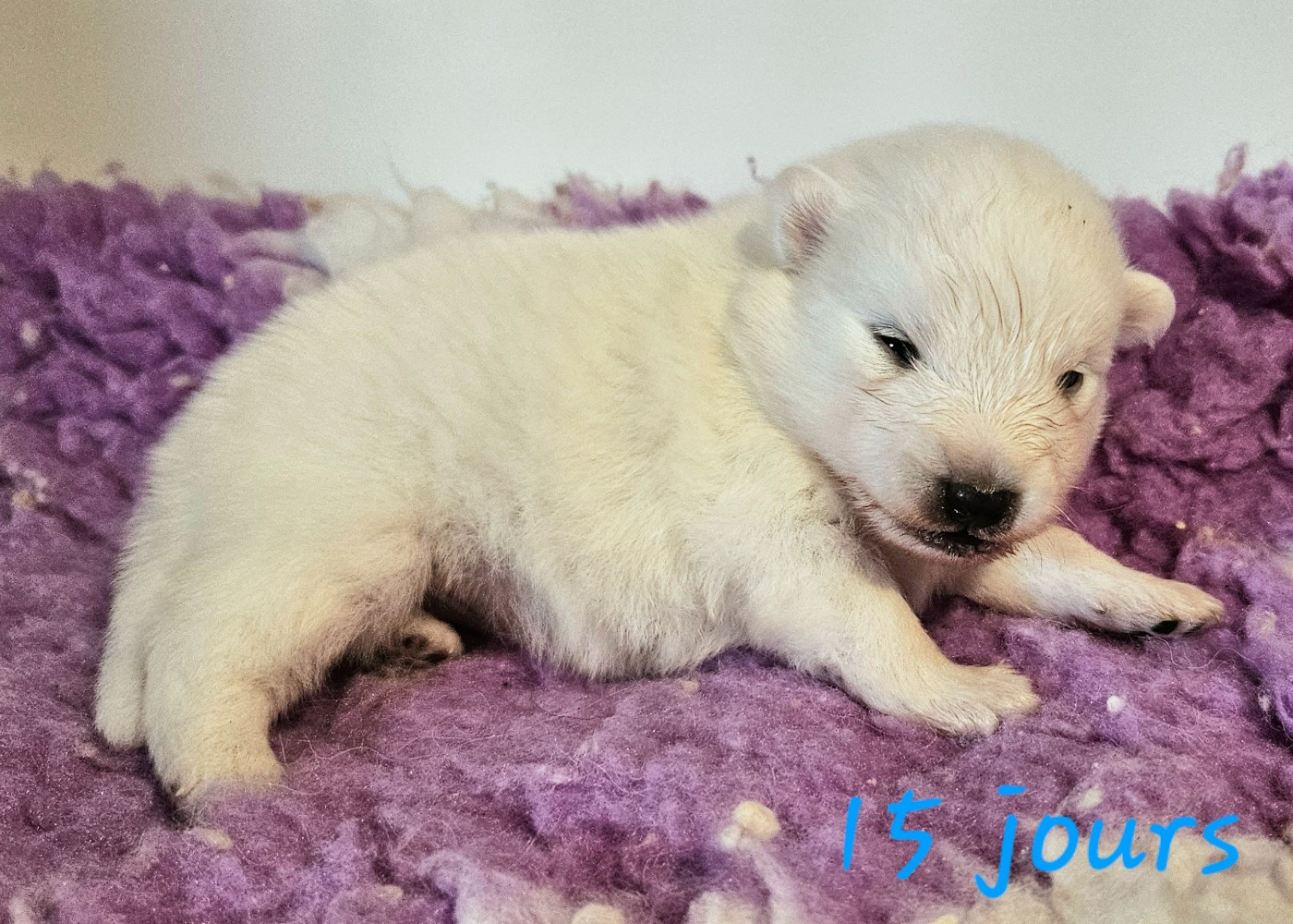 des joyeux dahus - Chiots disponibles - Spitz japonais