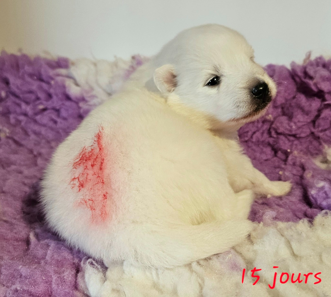 des joyeux dahus - Chiots disponibles - Spitz japonais