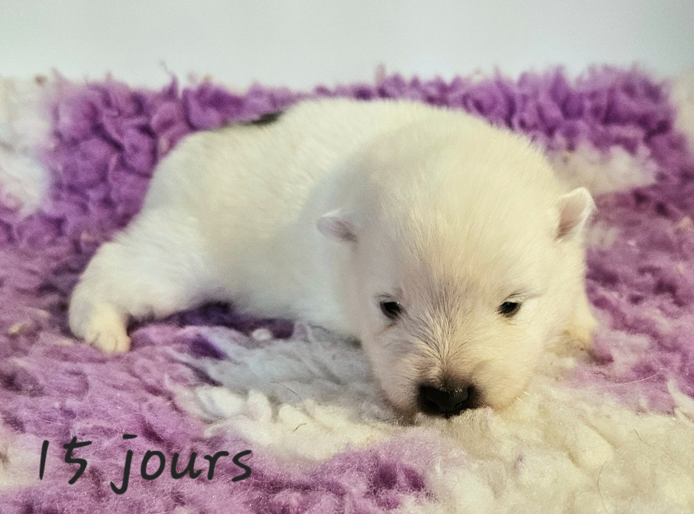 des joyeux dahus - Chiots disponibles - Spitz japonais