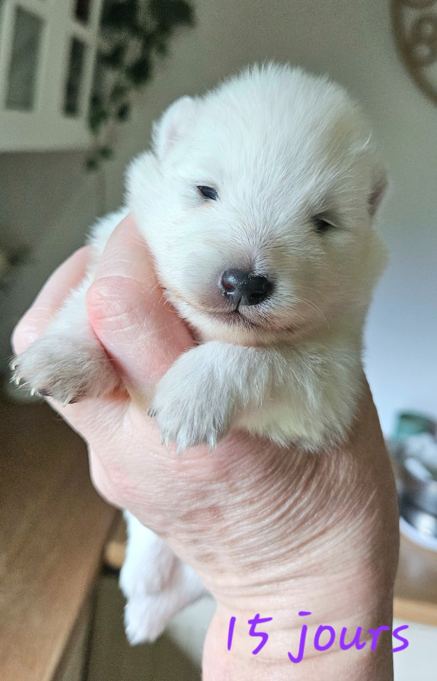des joyeux dahus - Chiots disponibles - Spitz japonais