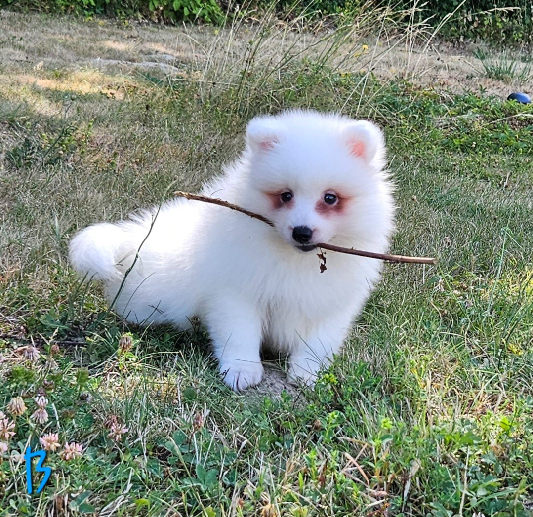 des joyeux dahus - Chiots disponibles - Spitz japonais