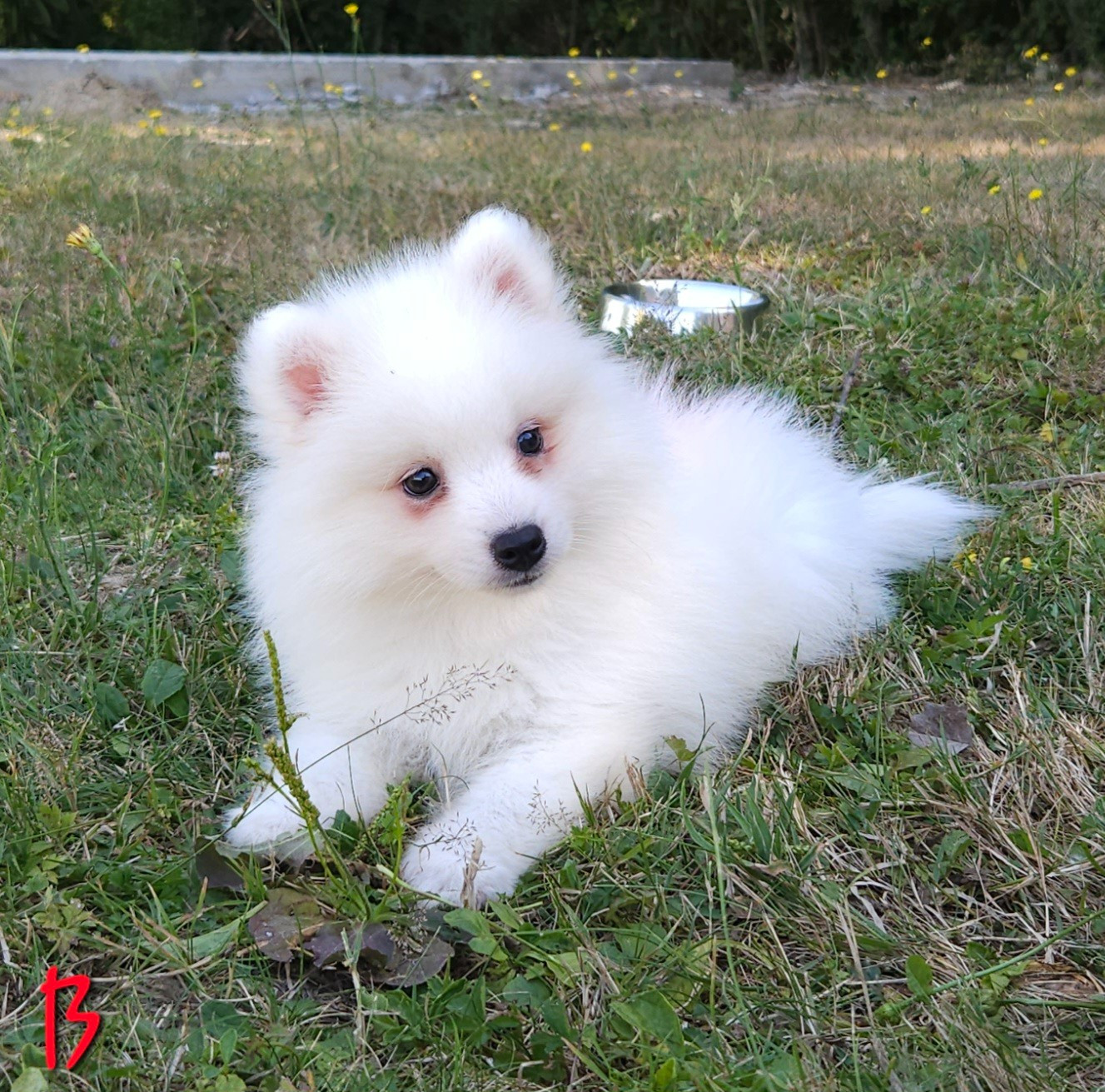 des joyeux dahus - Chiots disponibles - Spitz japonais
