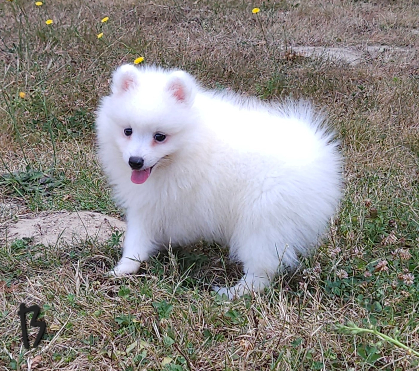 des joyeux dahus - Chiots disponibles - Spitz japonais