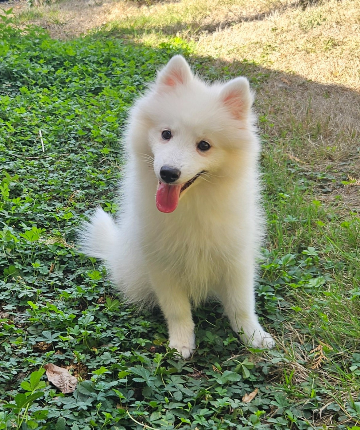 des joyeux dahus - Chiots disponibles - Spitz japonais