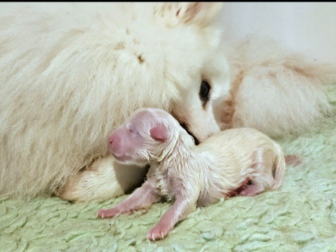 des joyeux dahus - Chiots disponibles - Spitz japonais