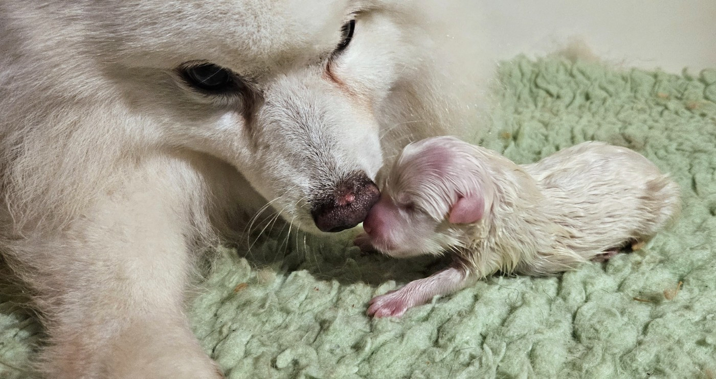 des joyeux dahus - Chiots disponibles - Spitz japonais