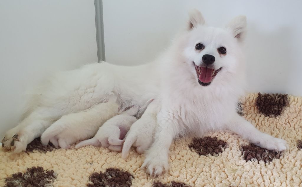 Chiot Spitz japonais des joyeux dahus
