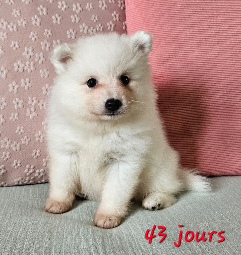 des joyeux dahus - Chiots disponibles - Spitz japonais