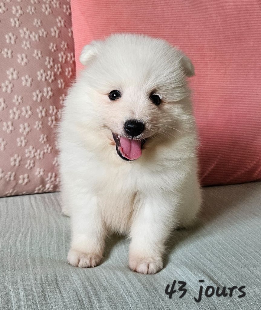 des joyeux dahus - Chiots disponibles - Spitz japonais