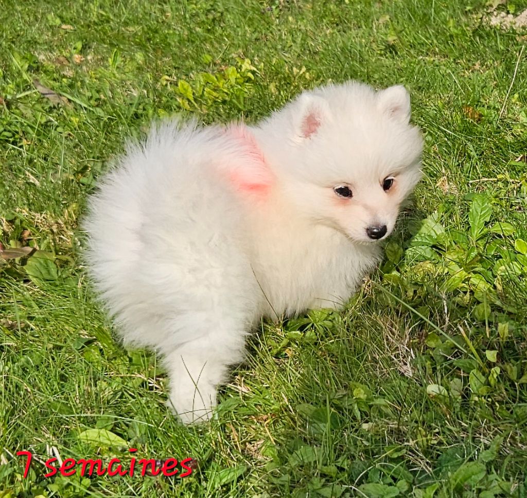 des joyeux dahus - Chiots disponibles - Spitz japonais
