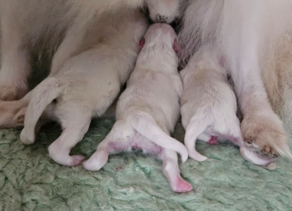 des joyeux dahus - Chiots disponibles - Spitz japonais