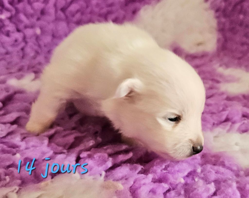 des joyeux dahus - Chiots disponibles - Spitz japonais