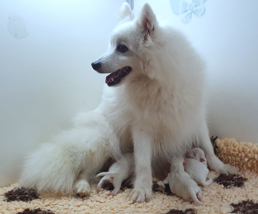 Chiot Spitz japonais des joyeux dahus