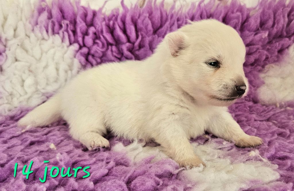 des joyeux dahus - Chiots disponibles - Spitz japonais