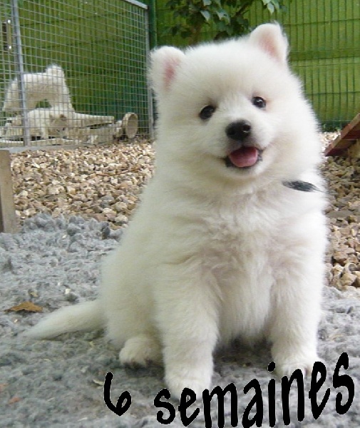 des joyeux dahus - Spitz japonais - Portée née le 16/06/2012