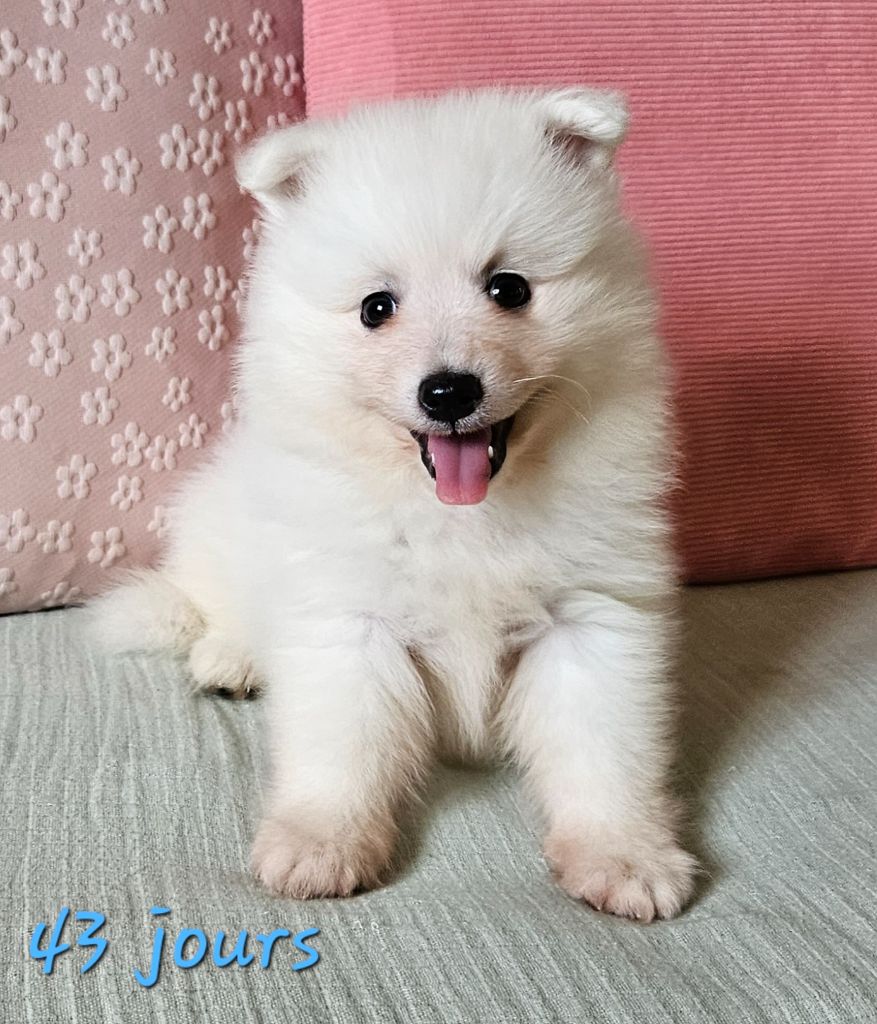 des joyeux dahus - Chiots disponibles - Spitz japonais
