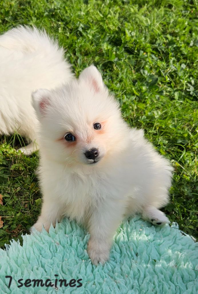 des joyeux dahus - Chiots disponibles - Spitz japonais