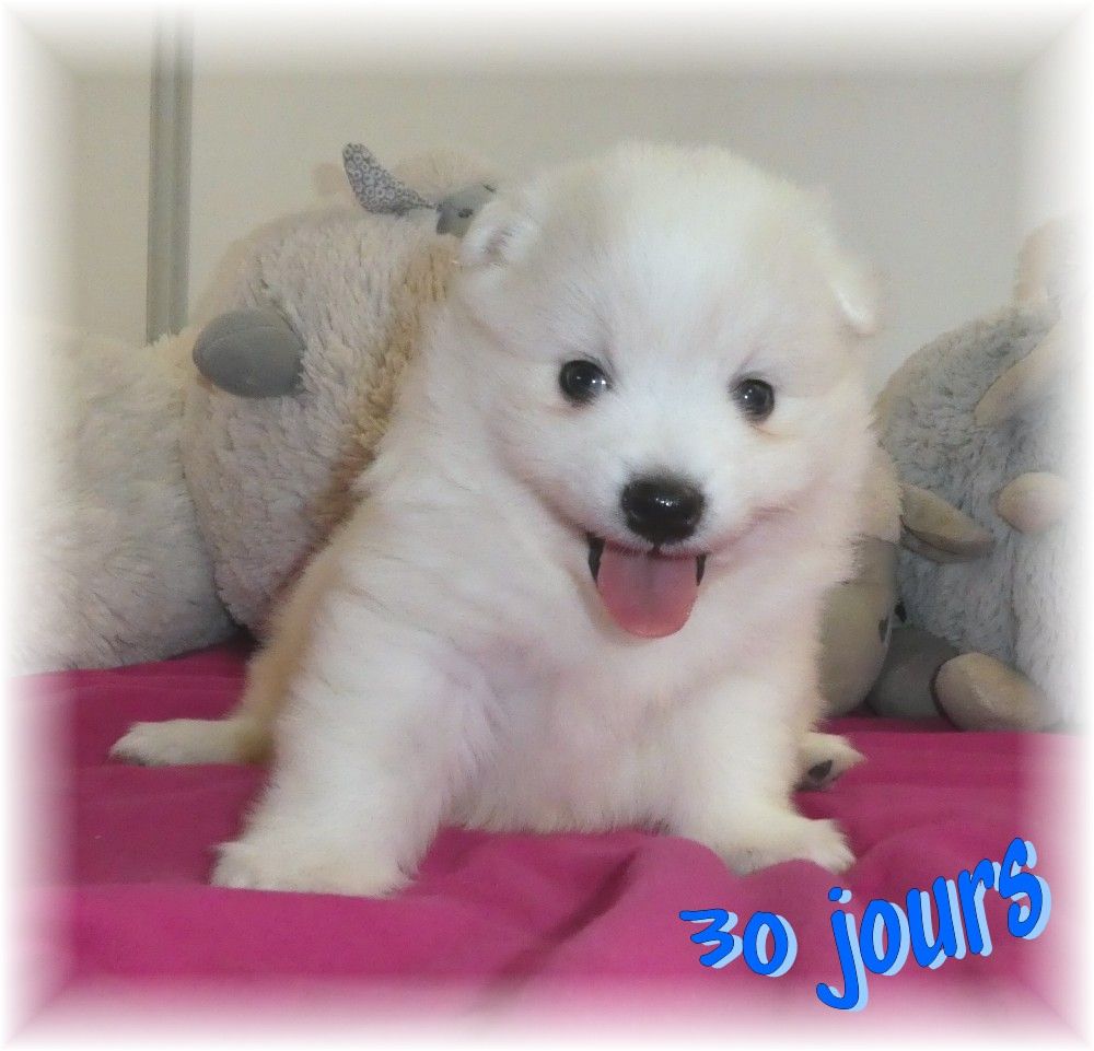 des joyeux dahus - Spitz japonais - Portée née le 20/09/2018