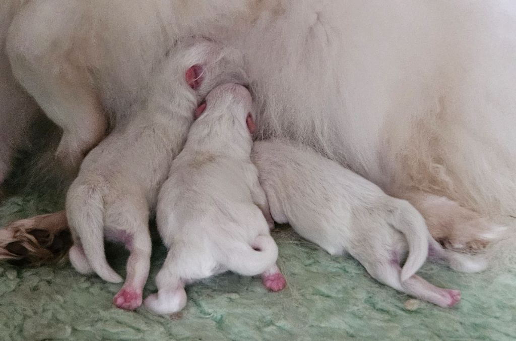 des joyeux dahus - Chiots disponibles - Spitz japonais