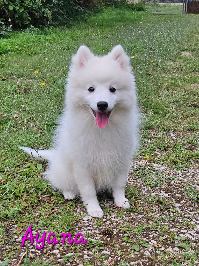 des joyeux dahus - Chiots disponibles - Spitz japonais