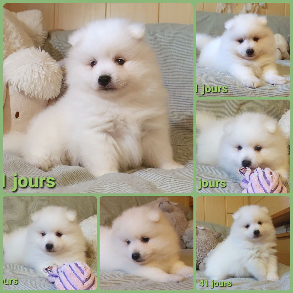 des joyeux dahus - Spitz japonais - Portée née le 14/04/2022