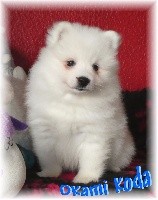 Okami koda