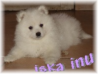Iska inu