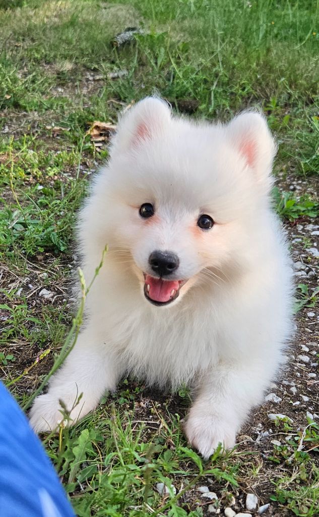 des joyeux dahus - Chiots disponibles - Spitz japonais