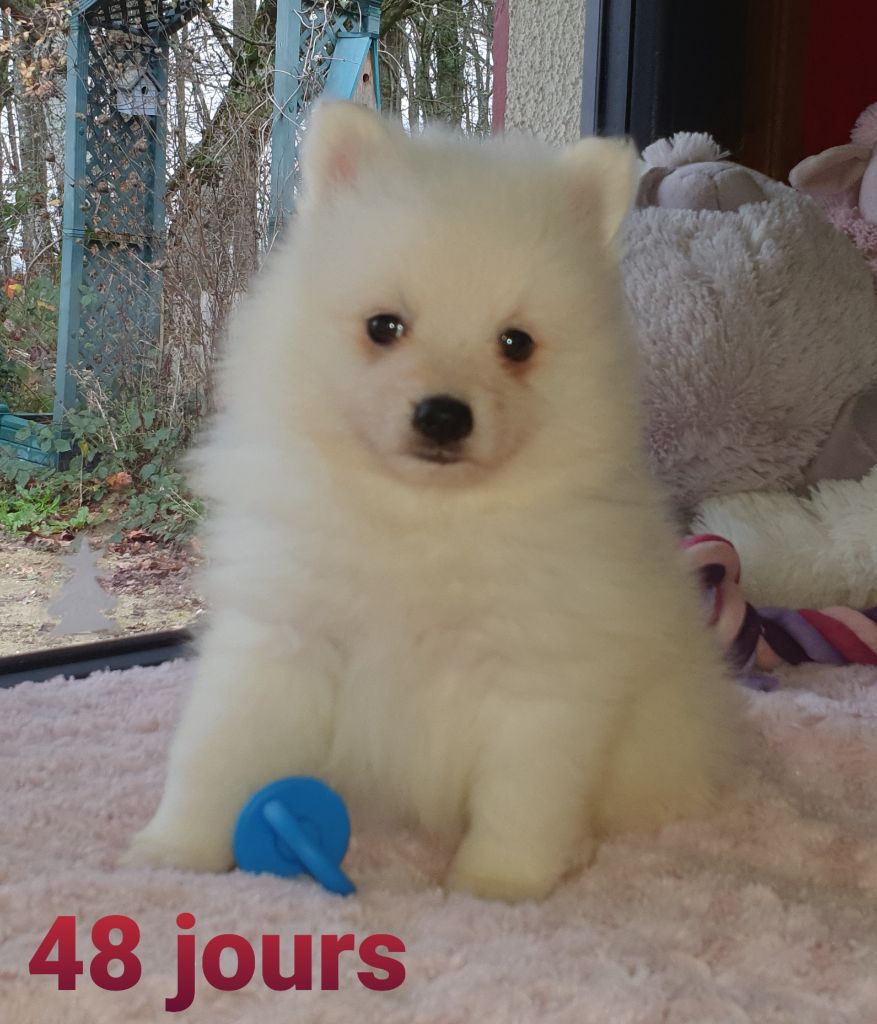 des joyeux dahus - Spitz japonais - Portée née le 16/11/2020