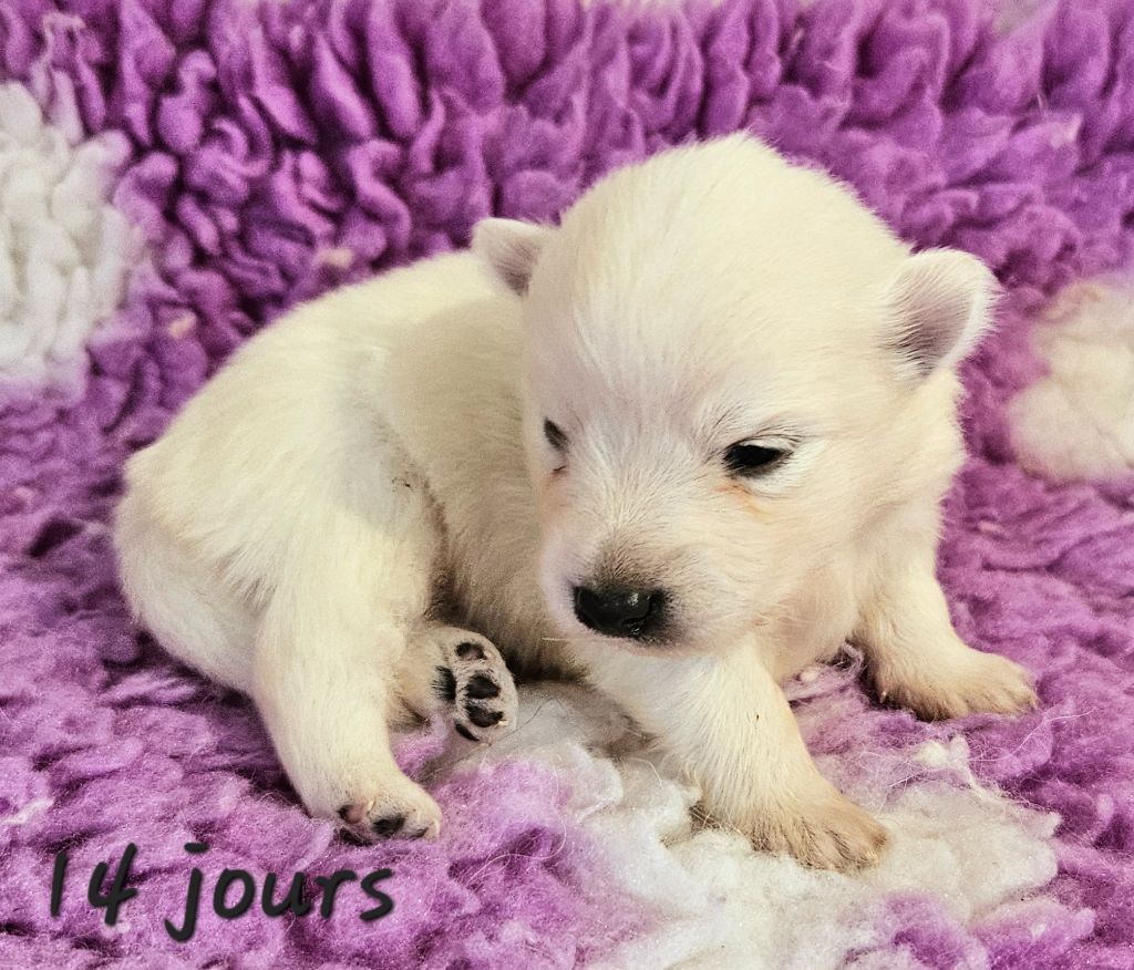 des joyeux dahus - Chiots disponibles - Spitz japonais