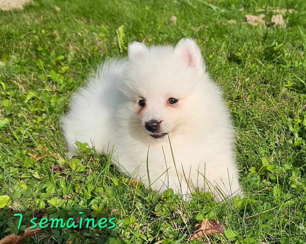 des joyeux dahus - Chiots disponibles - Spitz japonais
