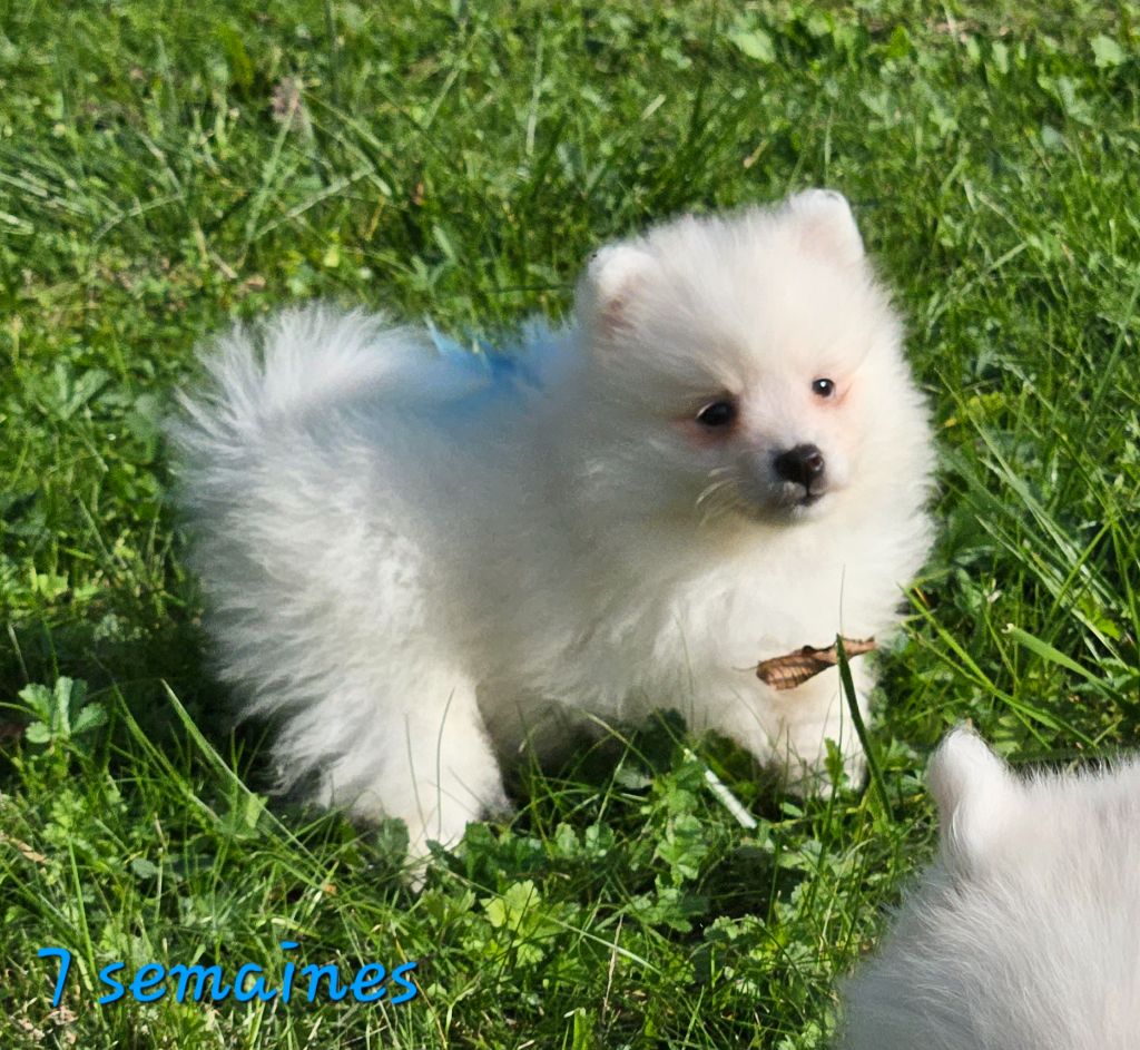 des joyeux dahus - Chiots disponibles - Spitz japonais