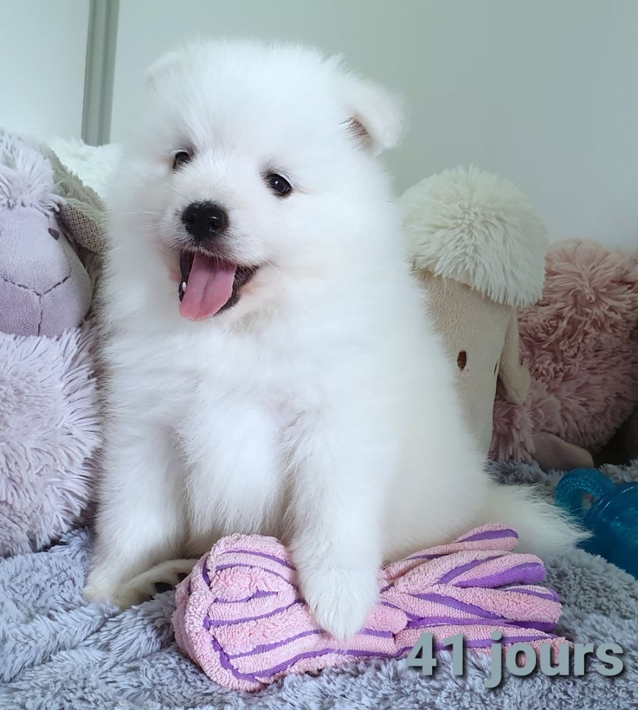 des joyeux dahus - Spitz japonais - Portée née le 13/02/2021